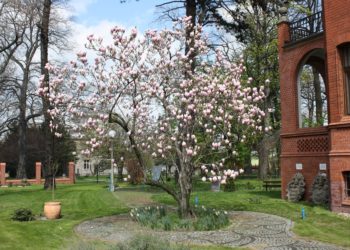 kwitnąca magnolia